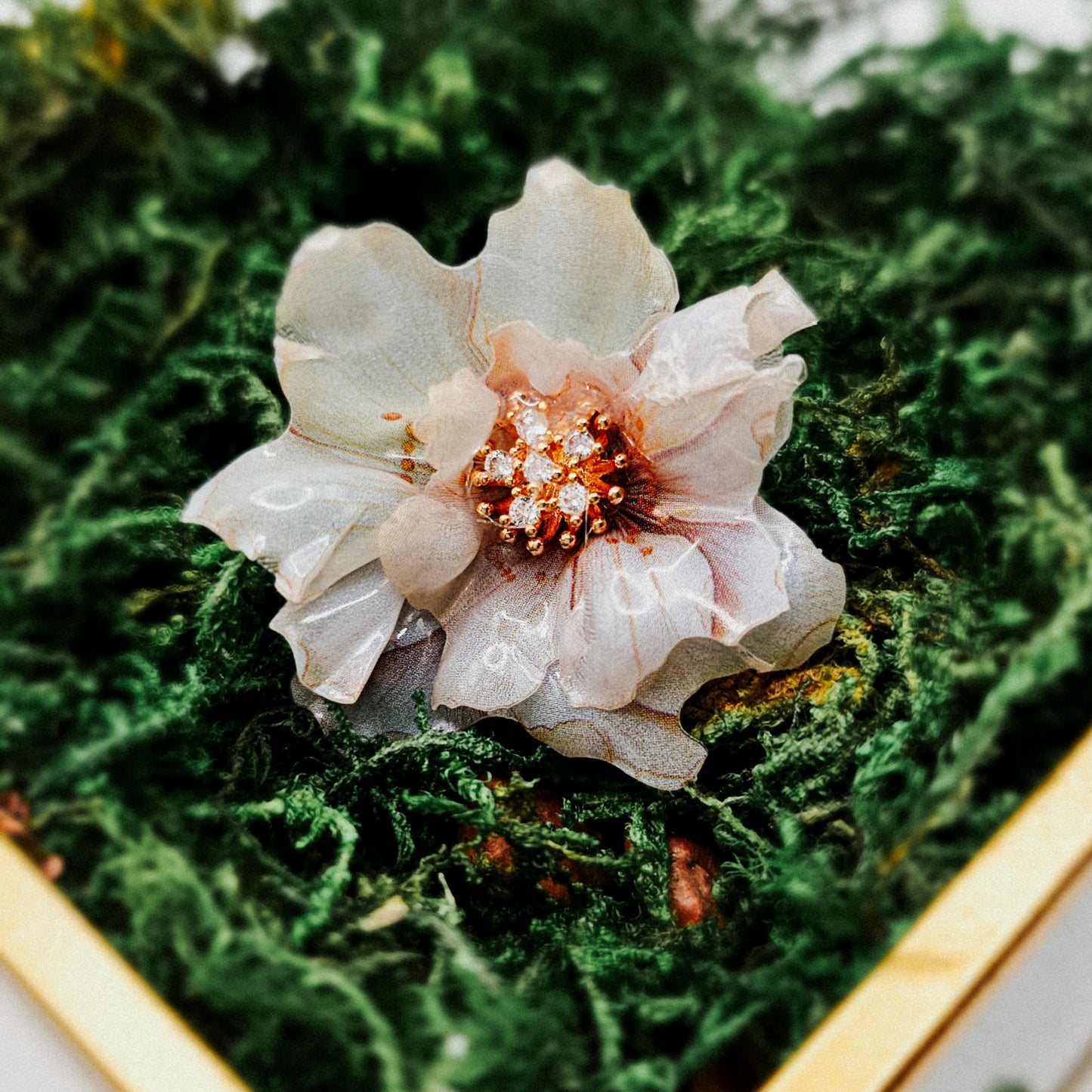 Weißer Zwerg - 10 Stk.