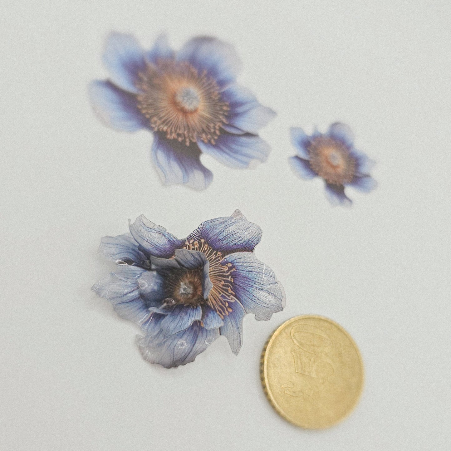 Mohnblume (blau) - 10 Stk.