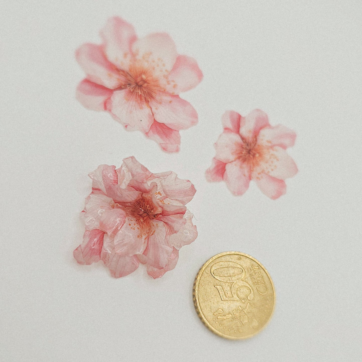 Kirschblüte - 10 Stk.