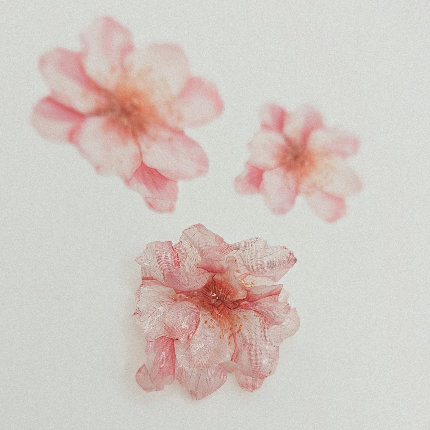 Kirschblüte - 10 Stk.