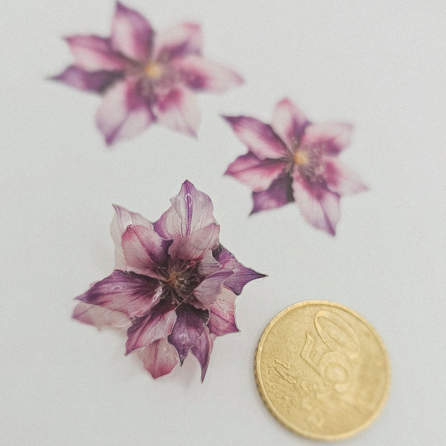 Violet Dream - 10 Stk.