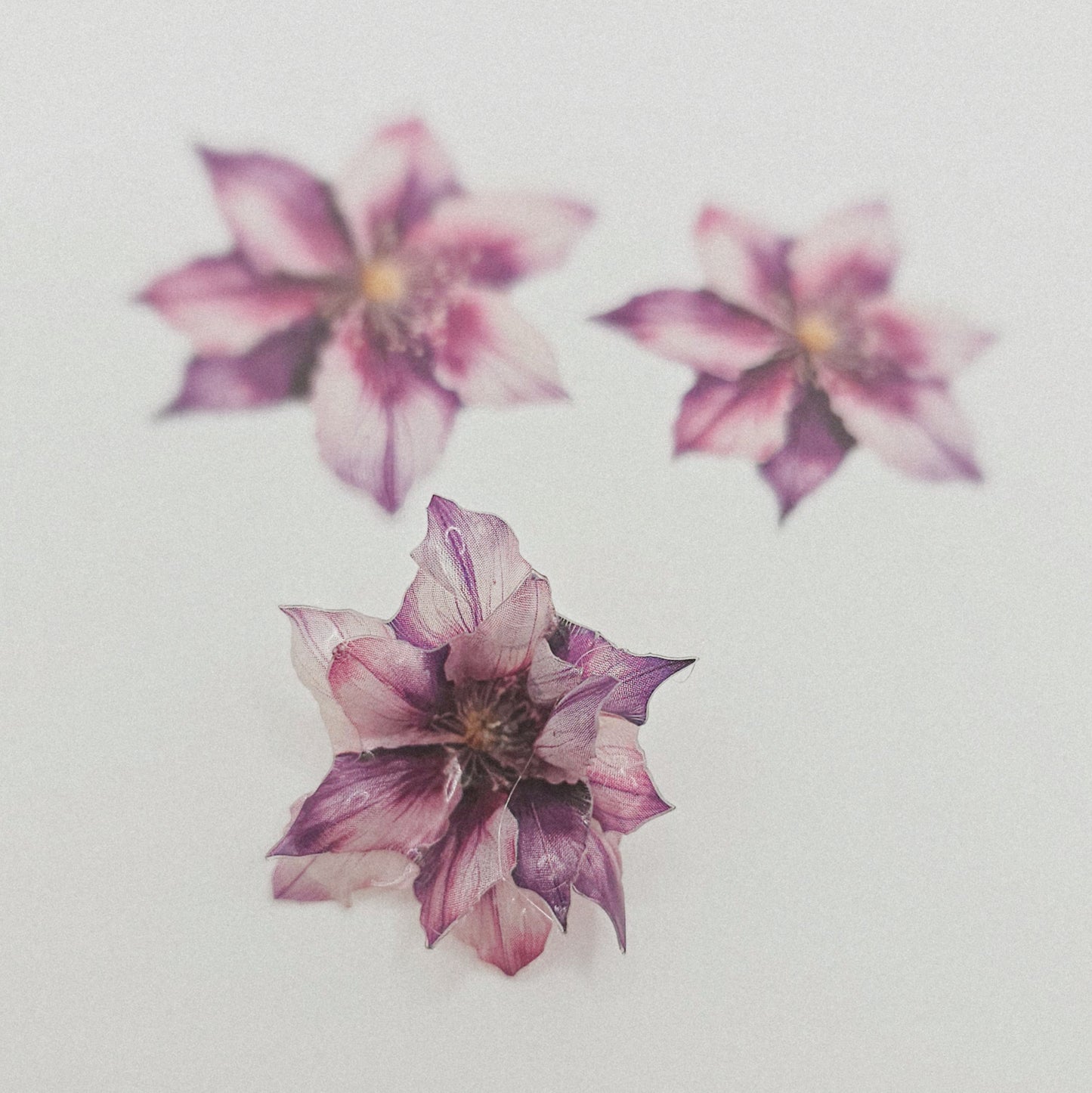 Violet Dream - 10 Stk.