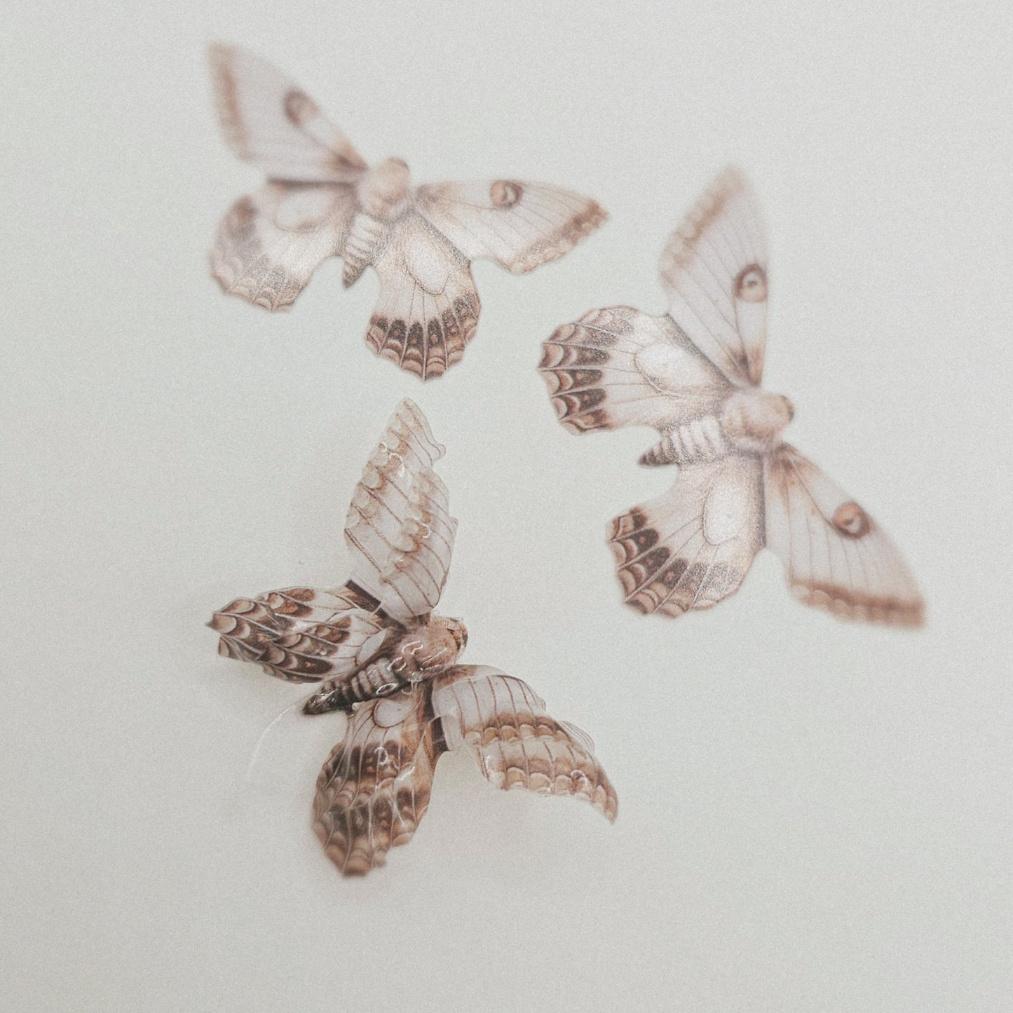 Motte beige braun - 10 Stk.