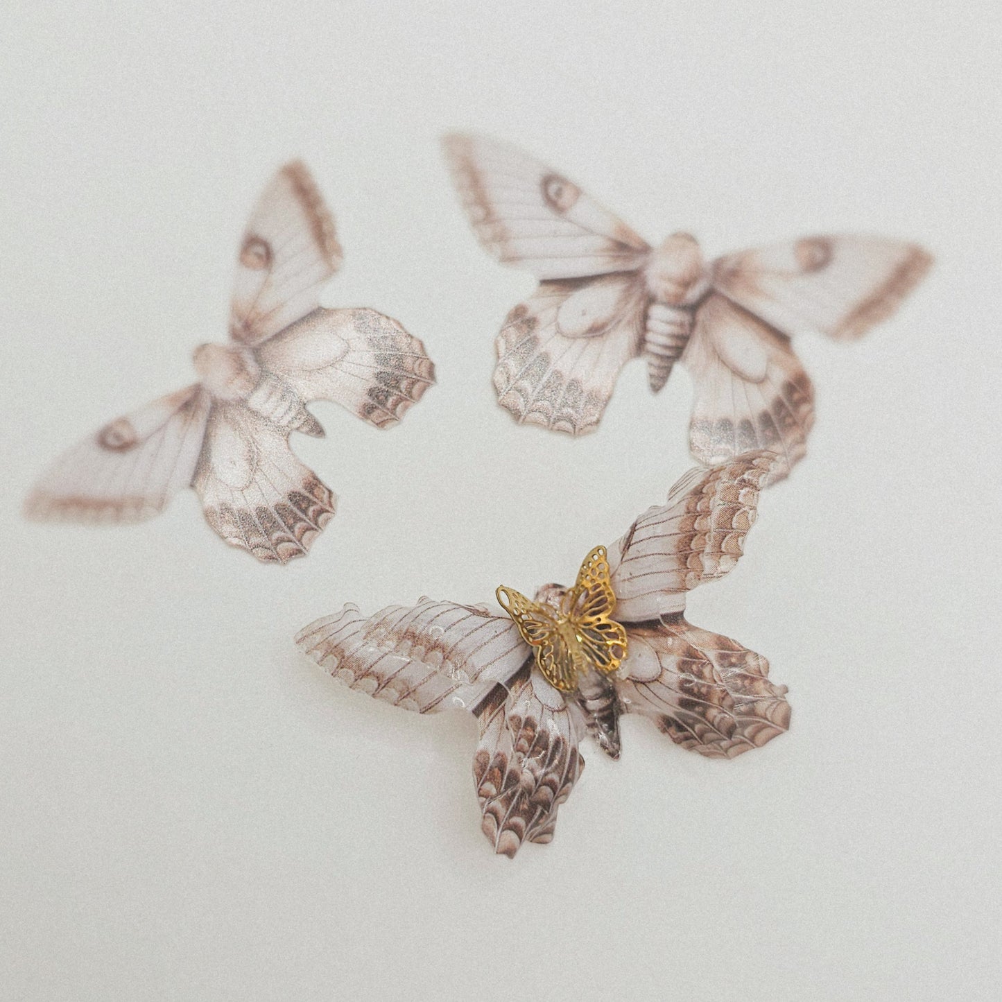 Motte beige braun - 10 Stk.